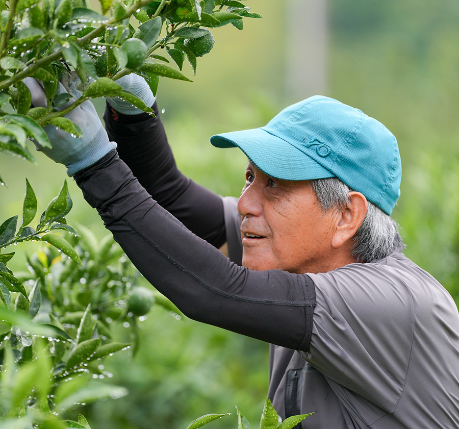 すだち生産者／あさひスダチ会